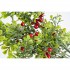 Branche Décorative avec Baies Rouges et Feuilles Vertes