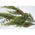 Branche Décorative avec Aiguilles Vertes et Pommes de Pin