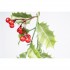 Festone con Foglie di Agrifoglio e Bacche Rosse