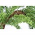 Couronne de Cyprès Vert