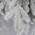 Albero di natale Innevato 210cm Giulia Grillo - 5