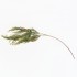 Branche Décorative avec Aiguilles Vertes et Pommes de Pin