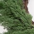 Green Cypress Wreath