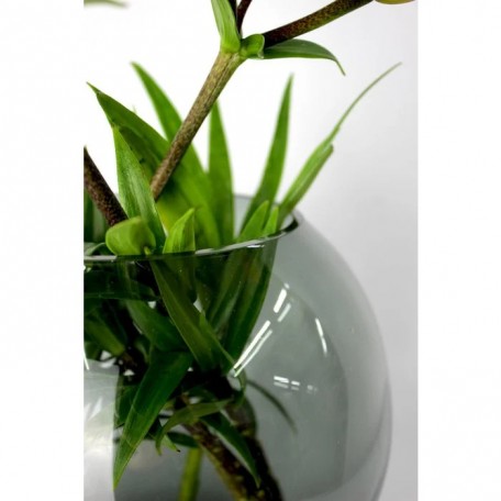 Vaso Oblò in vetro rotondo grigio