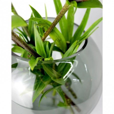 Vaso Oblò in vetro rotondo grigio