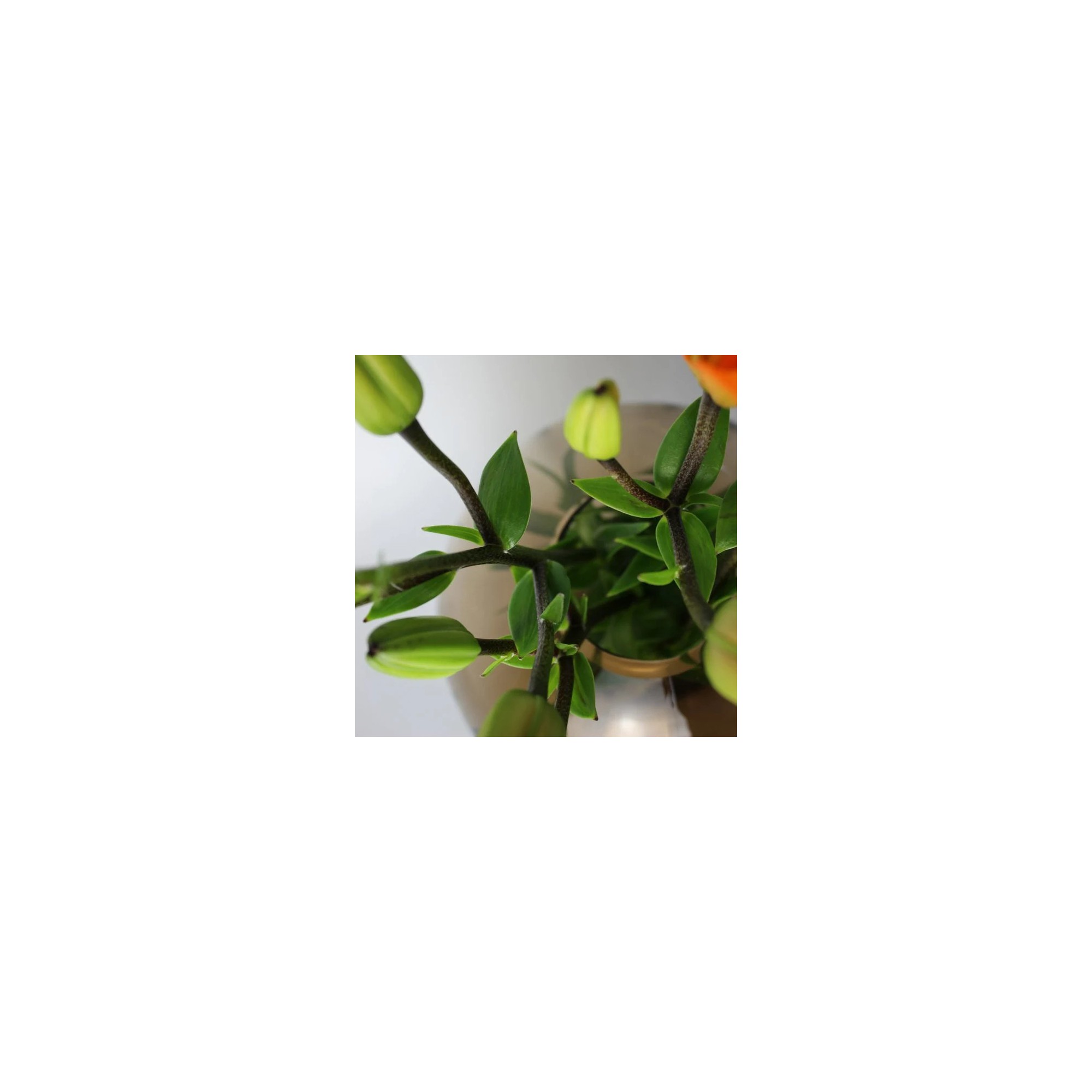 Giulia Grillo Vaso in vetro con scanalature rotonde marrone