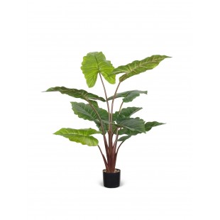 Alocasia Macrorrhiza...