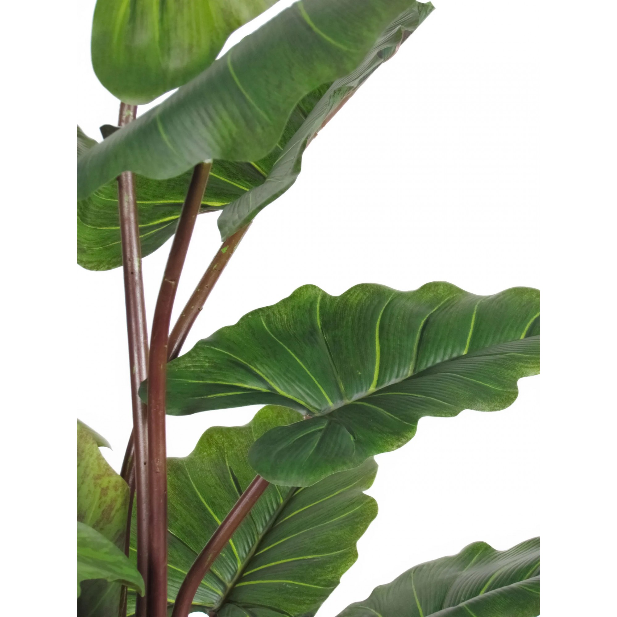 Giulia Grillo Alocasia Macrorrhiza Artificiale Verde, Base con ciottoli 120cm