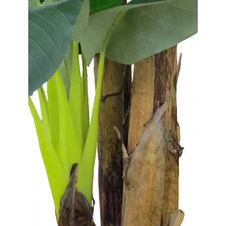 Banano Seminaturale Verde 3 Tronchi in corteccia di Banano 230 cm