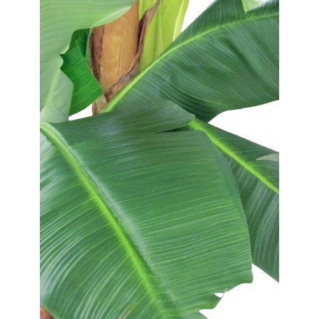 Banano Seminaturale Verde 3 Tronchi in corteccia di Banano 230 cm