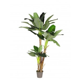 Banano Seminaturale Verde 3...