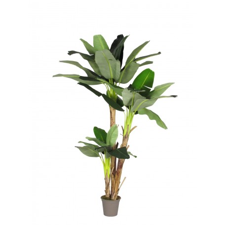 Banano Seminaturale Verde 3 Tronchi in corteccia di Banano 230 cm