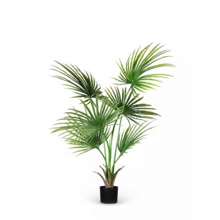 Camerus Palma Artificiale...