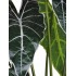 Grand Syngonium Artificiale Variegato con 12 foglie 100 cm