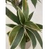 Dracena Semi-Naturale Verde UVR Tronco Mansanisi 150cm