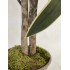 Dracena Semi-Naturale Verde UVR Tronco Mansanisi 150cm