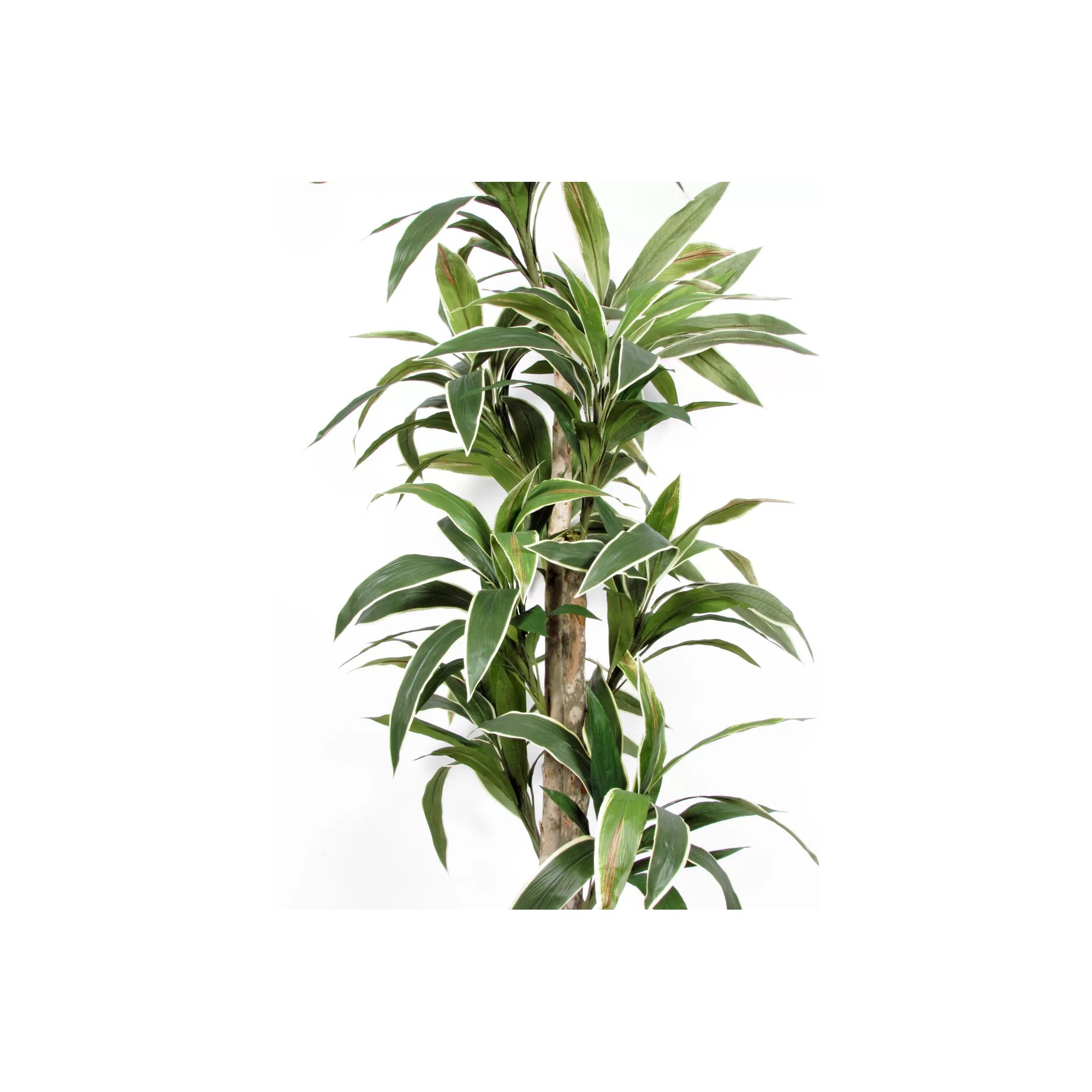 Giulia Grillo Dracena Semi-Naturale Verde UVR Tronco Mansanisi 150cm