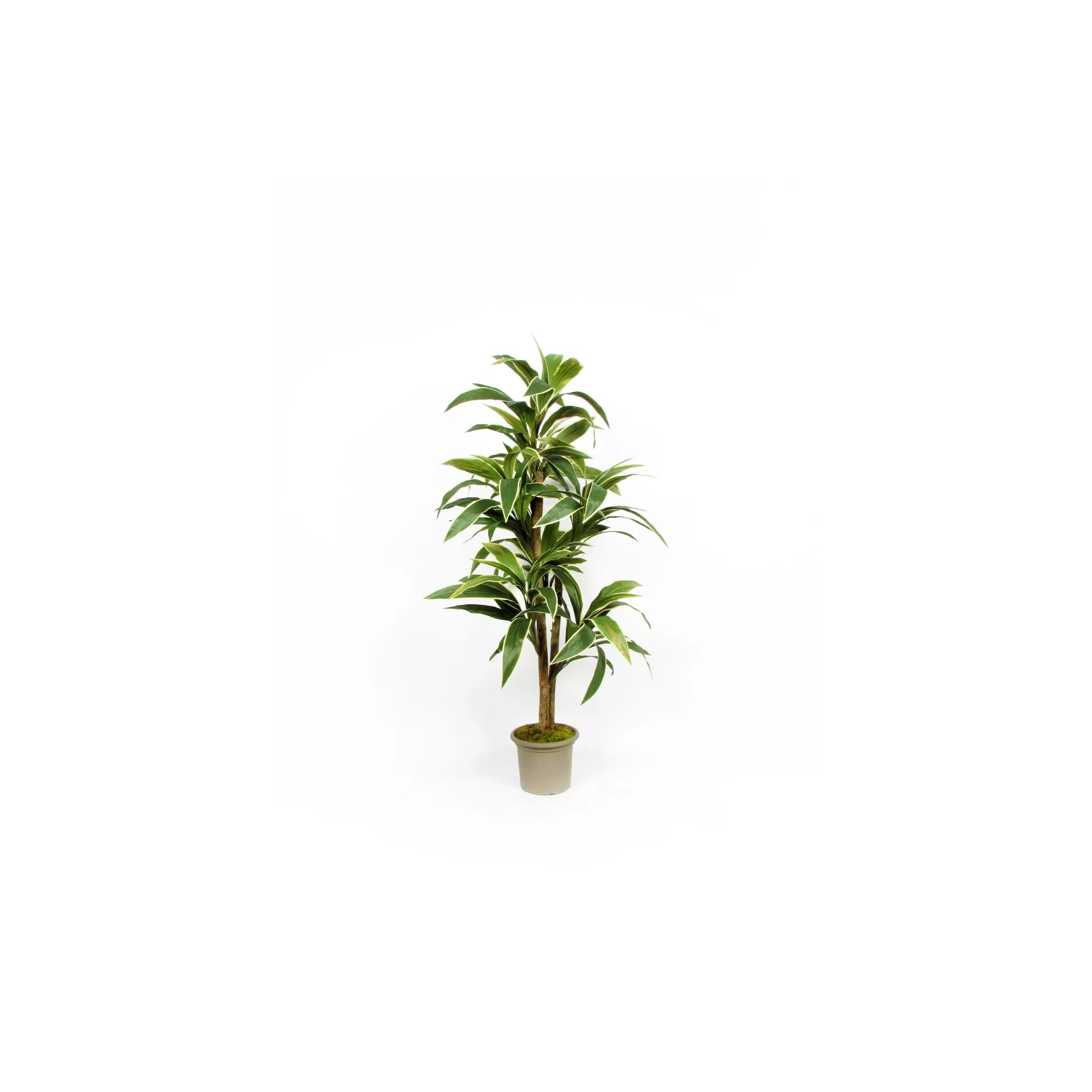 Giulia Grillo Dracena Semi-Naturale Verde UVR Tronco Mansanisi 150cm