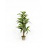 Dracena Semi-Naturale Verde UVR Tronco Mansanisi 150cm