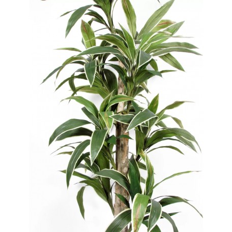 Dracena Semi-Naturale  Verde UVR Tronco Mansanisi 200cm