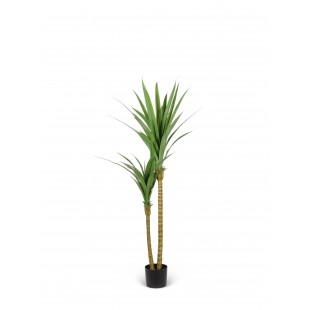 Dracena Angustifolia...