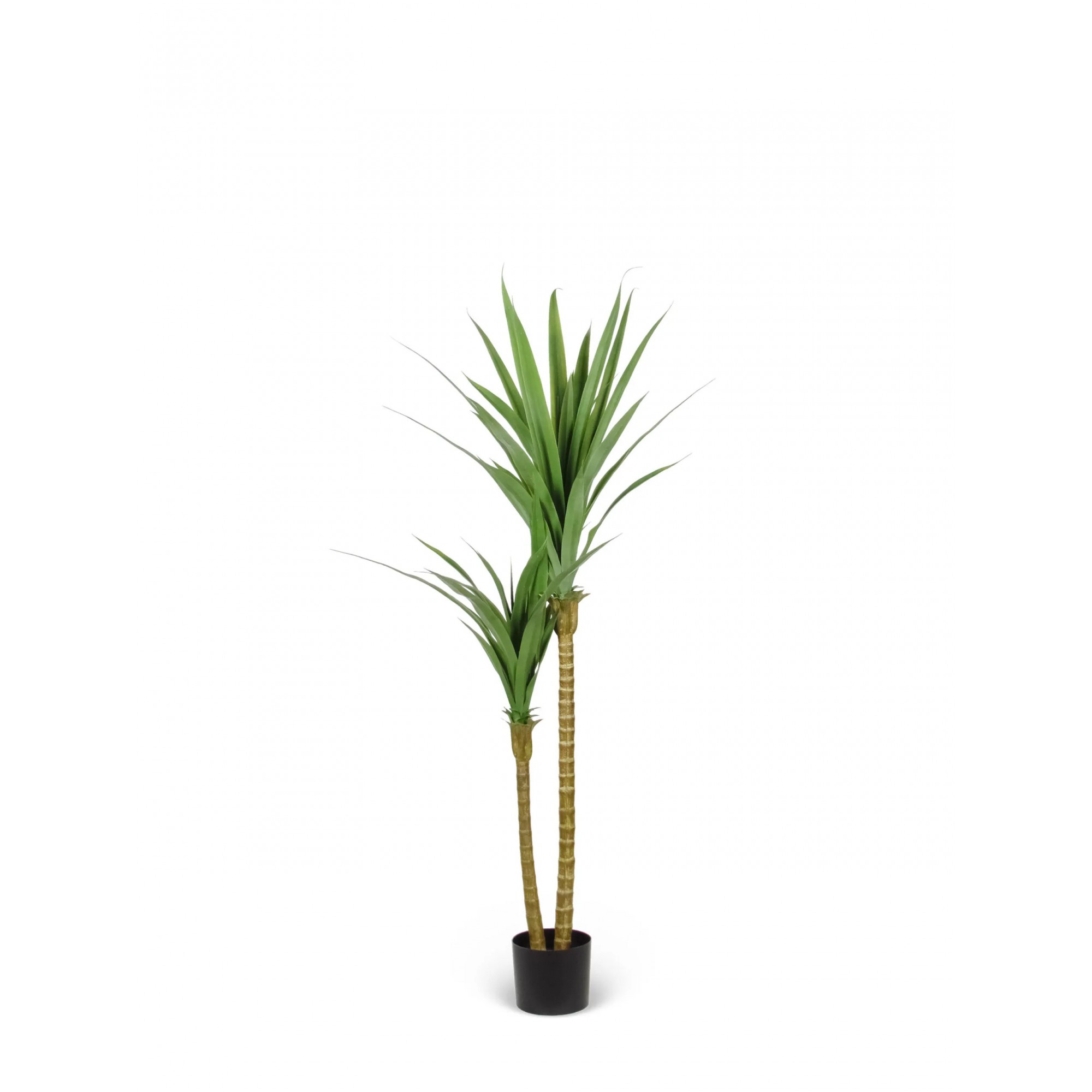 Giulia Grillo Dracena Angustifolia Artificiale  Verde  UVR H 150 CM