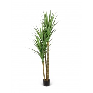 Dracena Angustifolia...