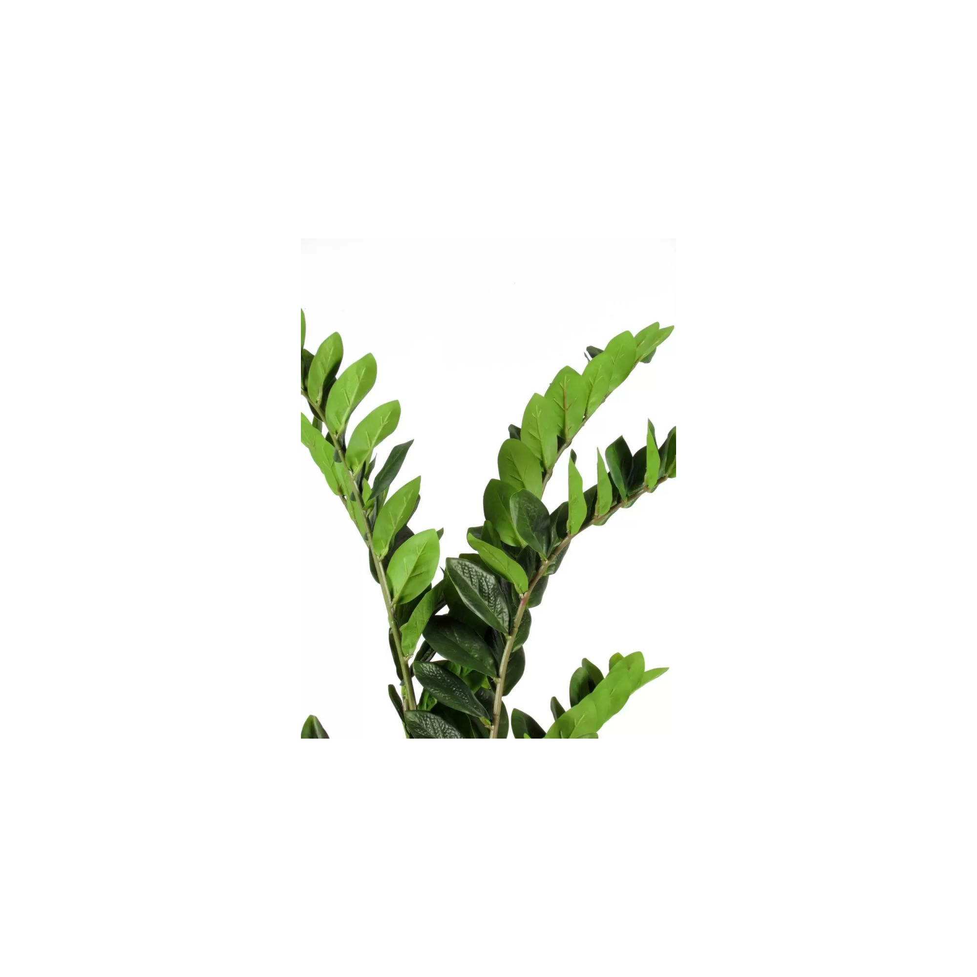 Giulia Grillo Zamioculcas Artificiale  Verde  Foglie Real Touch  H 120 cm