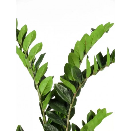 Zamioculcas Artificiale  Verde  Foglie Real Touch  H 120 cm