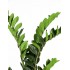 Zamioculcas Artificiale  Verde  Foglie Real Touch  H 120 cm