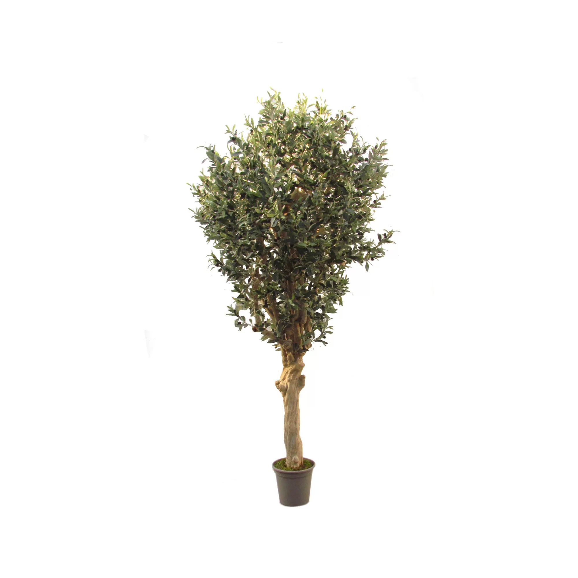 Giulia Grillo Olivo Seminaturale  Verde con frutti  Tronco Jamaica  H 200 cm