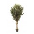 Olivo Seminaturale  Verde con frutti  Tronco Jamaica  H 200 cm