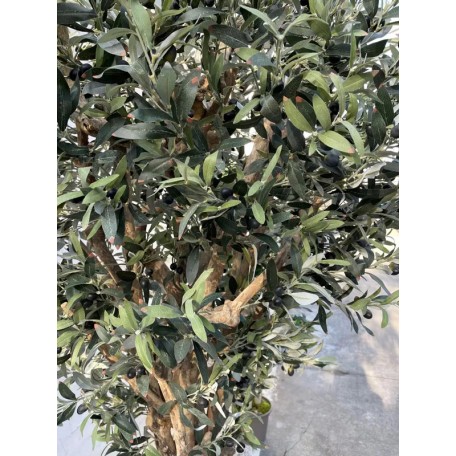Olivo Seminaturale  Verde con frutti  Tronco Jamaica  H 250 cm