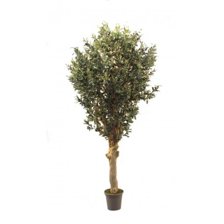 Olivo Seminaturale  Verde con frutti  Tronco Jamaica  H 250 cm