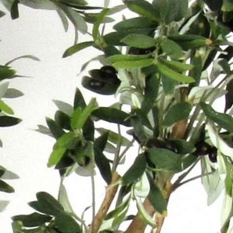 Olivo Seminaturale  Verde  Tronco Mansanisi   H 180cm