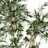 Olivo Seminaturale  Verde  Tronco Mansanisi   H 180cm