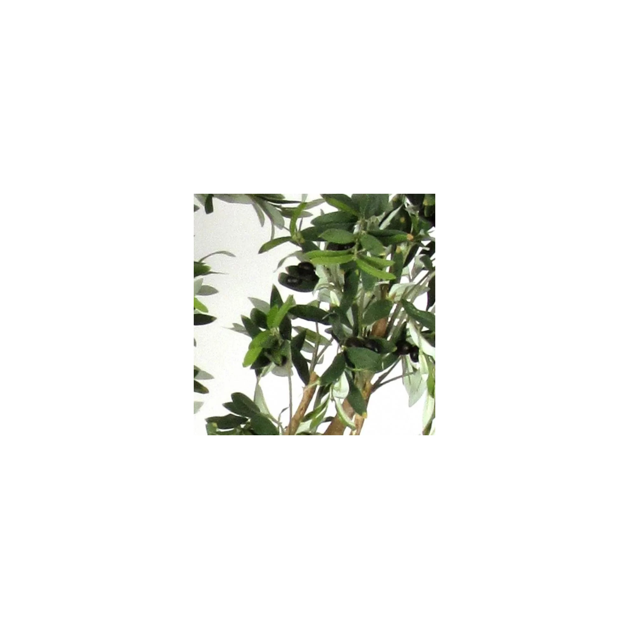 Giulia Grillo Olivo Seminaturale  Verde  Tronco Mansanisi H150 cm