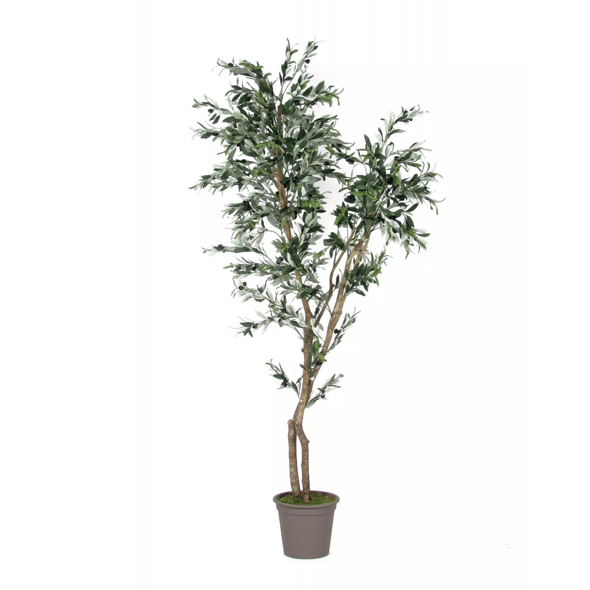 Giulia Grillo Olivo Seminaturale  Verde  Tronco Mansanisi H150 cm