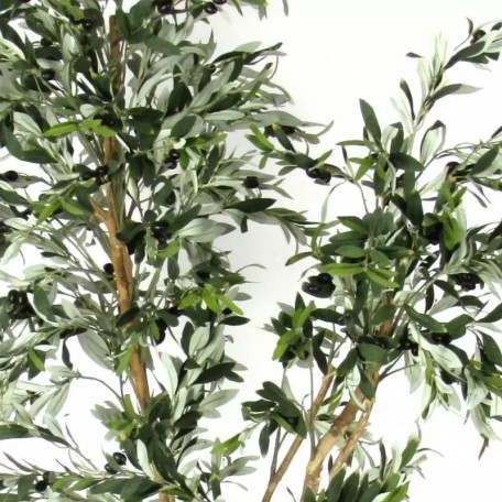 Olivo Seminaturale  Verde  Tronco Mansanisi H150 cm