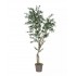 Olivo Seminaturale  Verde  Tronco Mansanisi H 250cm