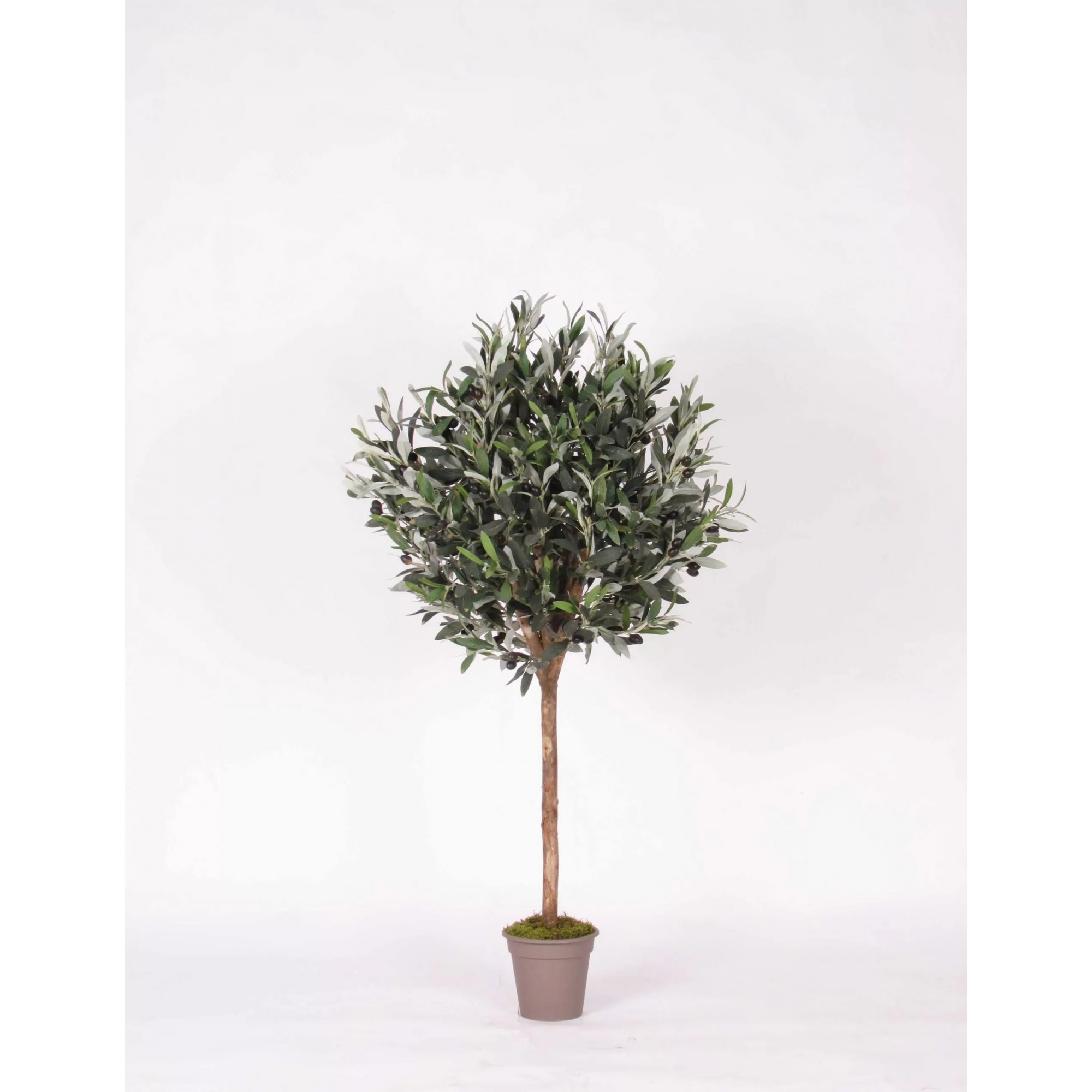 Giulia Grillo Olivo Ball Seminaturale  Verde con frutti  Tronco Mansanisi  H da 125cm