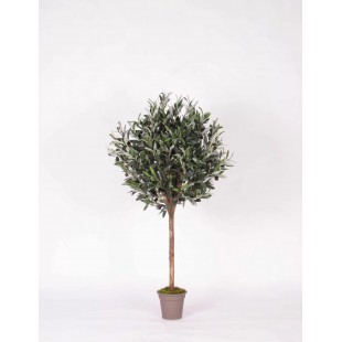 Olivo Ball Seminaturale...