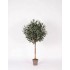 Olivo Ball Seminaturale  Verde con frutti  Tronco Mansanisi  H 150