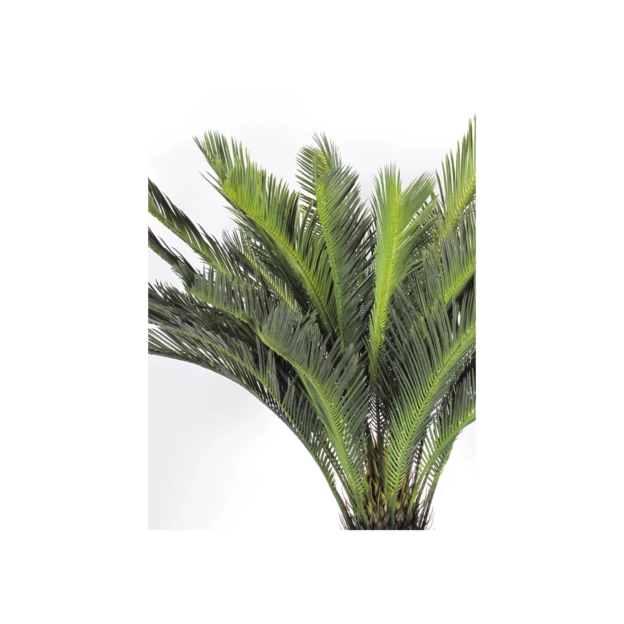  Palma Cycas Artificiale  UVR  28 Foglie  100 cm