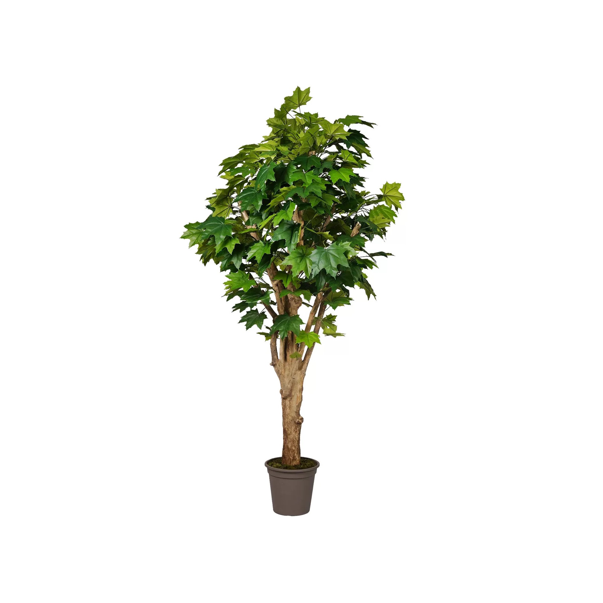 Giulia Grillo Acero Canadese Seminaturale  Verde  Tronco Mediterraneo H 175 cm