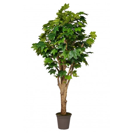 Acero Canadese Seminaturale  Verde  Tronco Mediterraneo H 175 cm