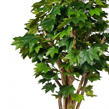 Acero Canadese Seminaturale  Verde  Tronco Mediterraneo