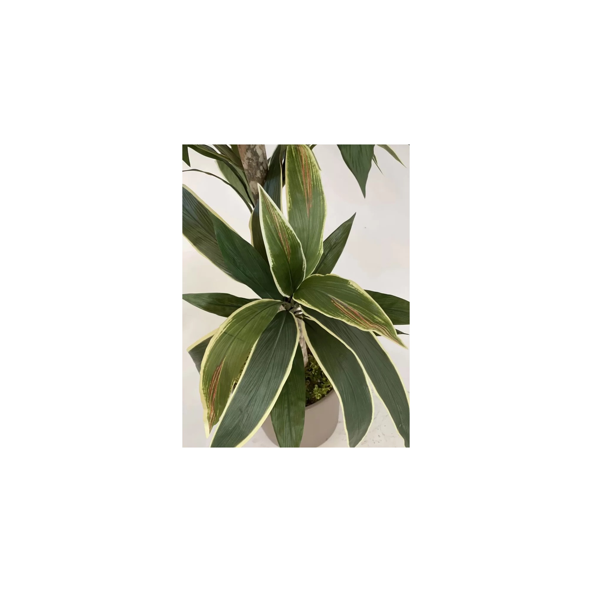 Giulia Grillo Dracena Semi-Naturale Verde  UVR  Tronco Mansanisi H 150Cm