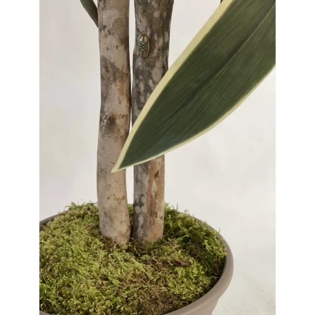 Dracena Semi-Naturale Verde  UVR  Tronco Mansanisi H 150Cm