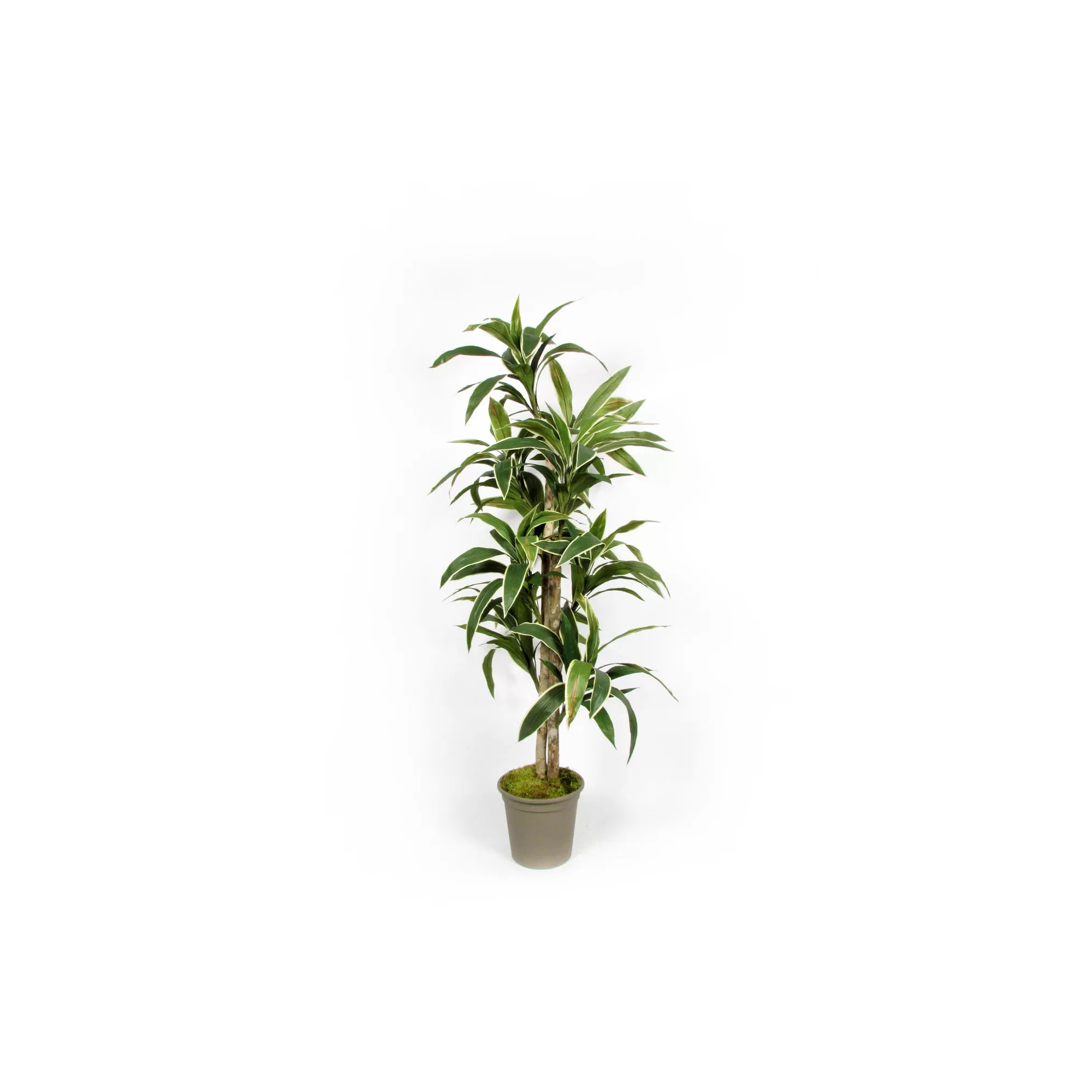 Giulia Grillo Dracena Semi-Naturale Verde  UVR  Tronco Mansanisi H 150Cm